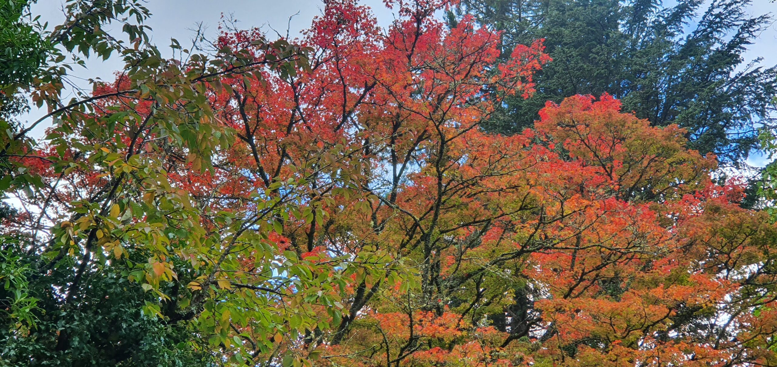 Autumn colour on trees